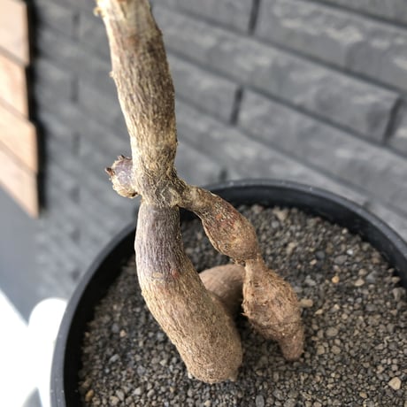 operculicarya decaryi littmon seed🌱 《5年株》※成長早く例年変化を感じ育てられる上、weight低く作り込んだ上品仕立て選抜株※mad black pot植え