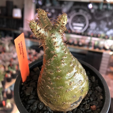 pachypodium gracilius《大きめS size》希少‼︎green肌※現地球発根済株※店主国内管理2年株※株元ぼってりな美肌＆良樹形グラキ※mad black pot植え