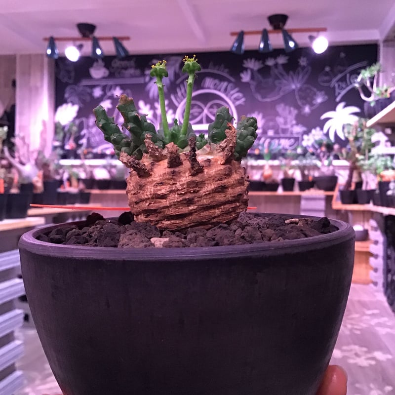 euphorbia gorgonis《M size》※人気🐙タコものユーフォルビア‼︎塊根