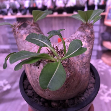 packypodium   roslatum var. eburneum（M size）※現地球発根済み株※店主管理4年株‼︎※大変可愛いブラウン肌且つ縦横同size株※mad black pot植え