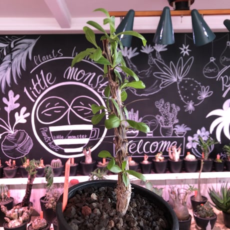 fouquieria  diguetii《M size》※ディグエッティの特徴がしっかり出た幹にイキイキした葉のコントラストが堪らない一株※mad black pot植え