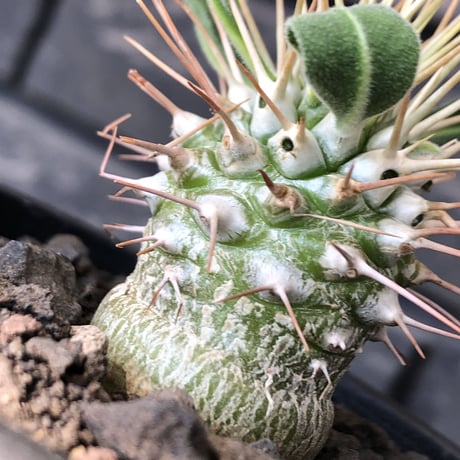 pachypodiumnamaquanu | STORES