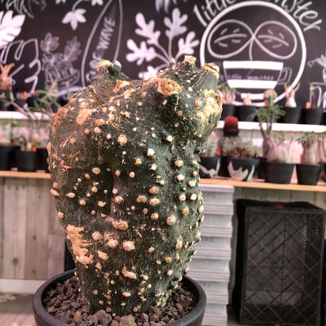 adeniaglobosa | STORES