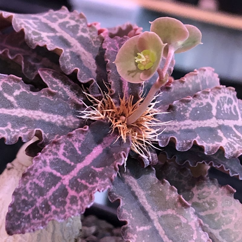 euphorbia francoisii var.crassiccaulis redreef《