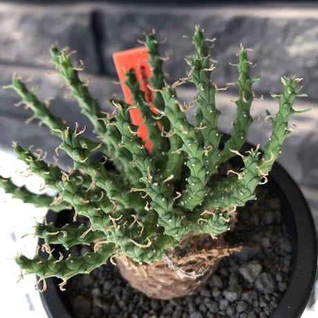 euphorbia gorgonis《M size》※現地球発根後店主国内管理3年株※人気🐙タコもの‼︎美多肉質葉&木質wild塊根の二面性が魅力※mad  black  pot植え