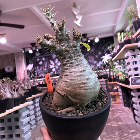 packypodium   saundersii（M  size）※現地球発根済株※可愛すぎるほどぼってり樹形且つ株元は木質化したギャップ萌えサンデルシー※mad black bowl pot植え