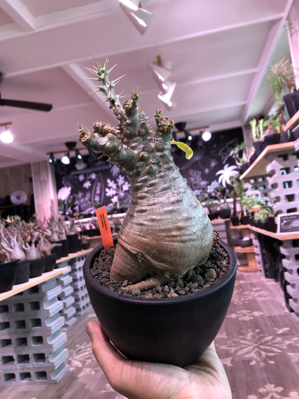 packypodium saundersii（M size）※現地球発根済株※可愛すぎる