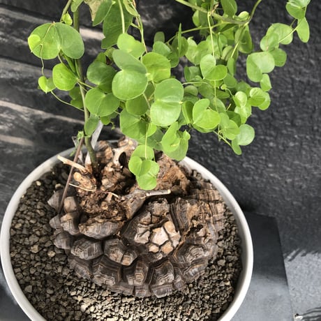 dioscorea elephantipes アフリカ亀甲竜《大きめL L size》大株※現地球発根後店主国内管理18年株※好きな方には堪らないwildすぎる出立ち※mad white 浅鉢植え