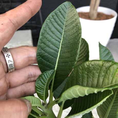 packypodium windsorii  ×  baronii  《L size》発根済み株 mad black pot植え  （限定①株）