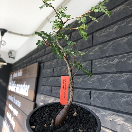 operculicarya pachypus littmon  seed🌱 《7年株》幹も太く‼︎ボコボコも強く出た立体良樹形balanceなパキプス※mad black pot植え