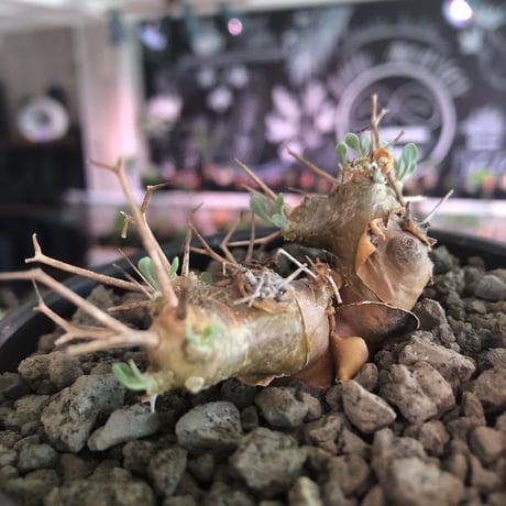 othonna   euphorbioides《S size》※現地球発根済株※小振り且つweight低き強棘な男前良樹形株※mad black bowl pot植え