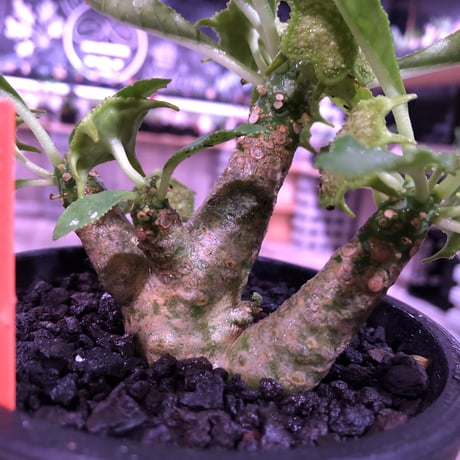 dorstenia   lavrani《M size》希少‼︎ 五本の良き枝振りbalance株 ※mad  black  pot植え
