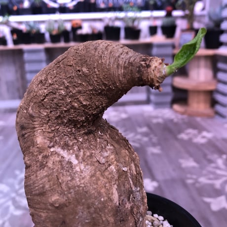 euphorbia    primulifolia  レア極球体or稀ビッグプリムリ《L size》