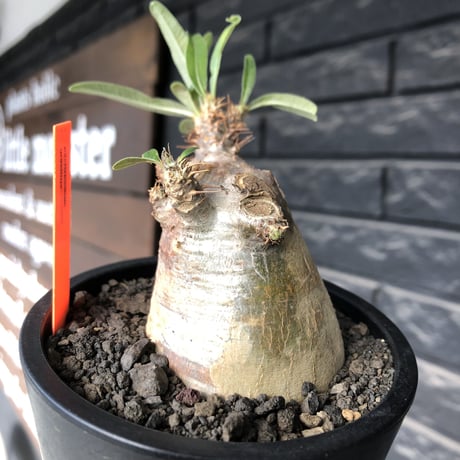 pachypodium gracilius《大きめS size》※現地球発根後店主国内管理3年株※極短枝且つ特化したプリンカラーが堪らない一株※mad black pot植え