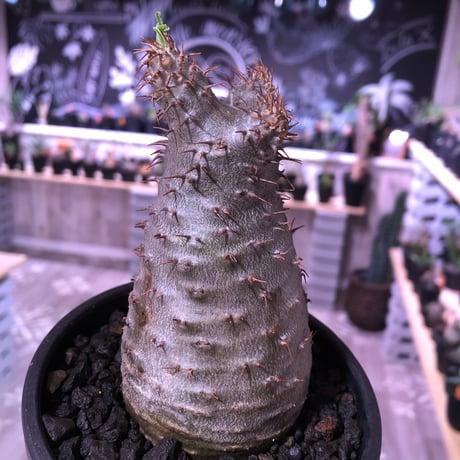 packypodium  gracilius 《M size》  現地球  発根済み株   mad black bowl pot植え（限定①株）