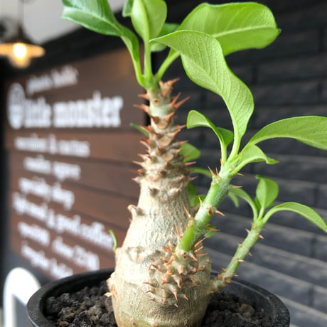 pachypodium windsorii《M size》※選抜littmon seed🌱※weight低き極めてぼってり株元&良枝振樹形※black pot植え