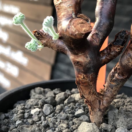 pelargonium  mirabile《M size》※現地球店主国内管理4年株※愛おしく堪らない冬型の人気者‼︎幹太め良枝振り※mad black pot植え