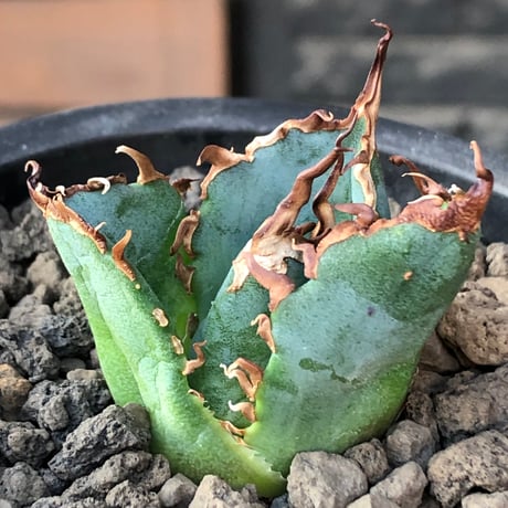 agave titanota  白鯨陽炎type《S size》※現地球株発根済 ⑤※唸り良き鋸歯に幅広肉厚タイプ※black pot植え