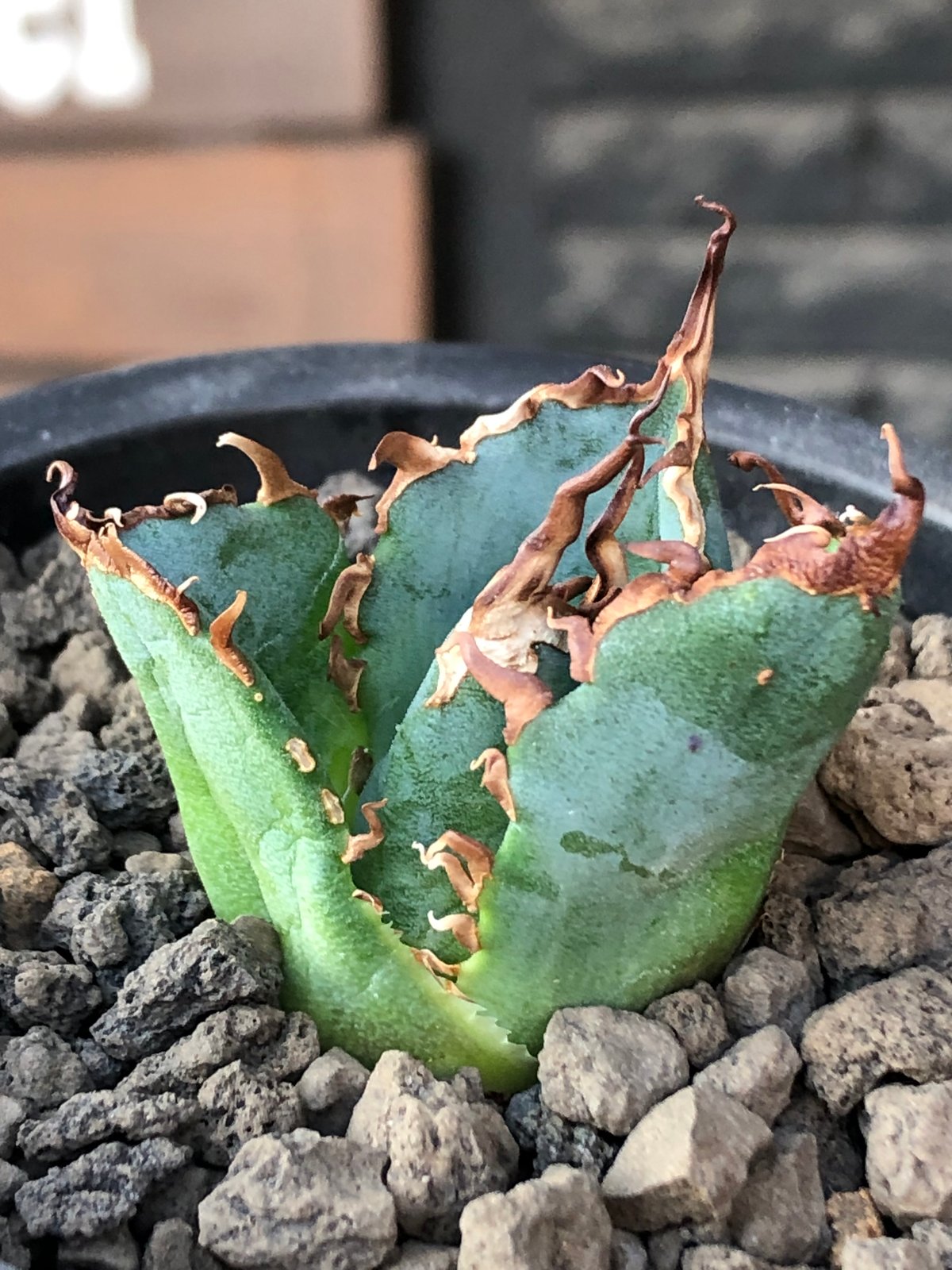 【年末特別価格、コレクション】アガベ　チタノタ　白鯨　横幅10㎝ 超陽炎 agave titanota 白鯨陽炎type《S size》※現地球株発根済 ⑤※唸り