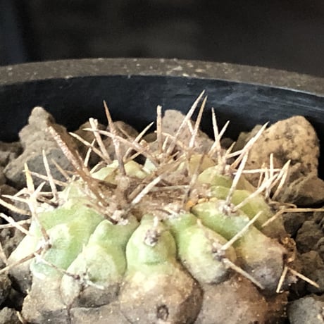 copiapoa  cinerea  var.columna-alba 白棘孤竜丸《S size》激希少※現地球株カキ仔自根株※良きDNAを継承‼︎白き孤竜丸※mad black pot植え