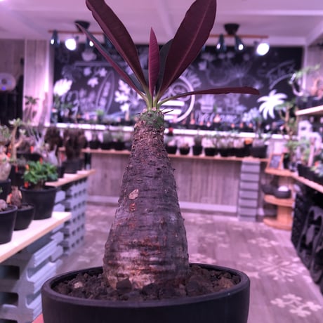 euphorbia   pachypodioides《M size》※恐竜の卵みたく肌質とボコボコ表皮が可愛くて堪らない‼︎※mad black bowl pot植え※ 限定2株 