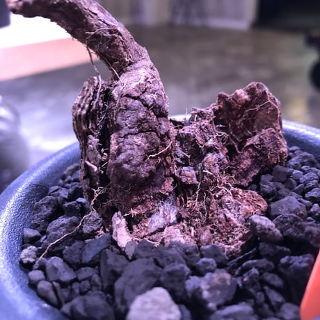 pelargonium  triste《M size》※大変生命力を感じる朽ちくした株裏の樹形‼︎※mad black pot植え