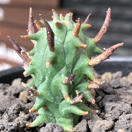 euphorbia schoenlandii《S size》※littmon seed株※小振りながら大株に負けないワイルドさと身体に見合わない太棘を持つ将来有望株※black bowl pot植え