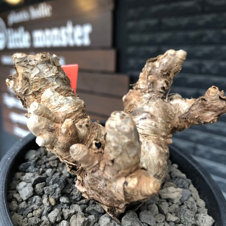 euphorbia itremensis《L size》※現地球株発根済①※極太塊根＆極太枝を持つマッチョなイトレ※black pot植え