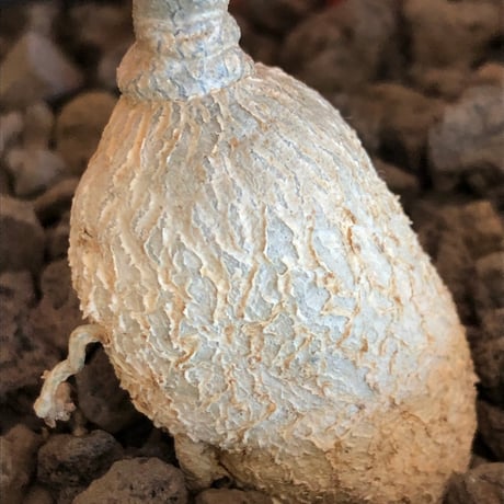 euphorbia waringiae《M size》※現地球株発根済※ぽっこりと丸みある塊根にギザギザ葉が相まって堪らなくかわいい一株※black bowl pot植え