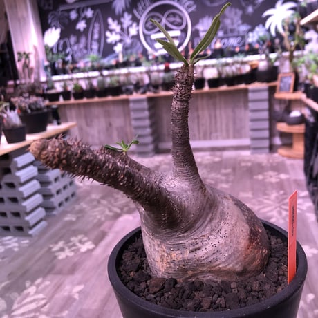 packypodium  gracilius《大きめM size》※現地球発根済み株‼︎ ※短枝で大きなでっぷりトトロ体型が愛くるしいグラキ※mad black pot植え