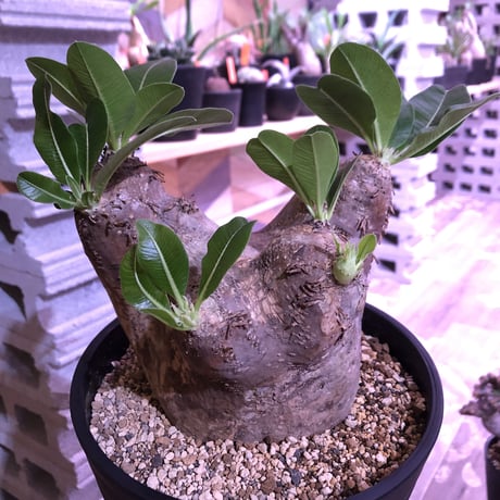 packypodium    roslatum var. eburneum（L size）※発根済み株‼︎ エブレらしい荒々しい装い