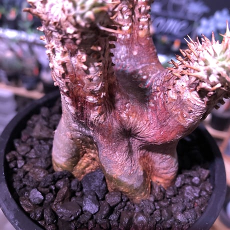 packypodium   enigmaticum《大きめS  size》※希少light brown肌‼︎ ※可愛くもエニグマらしさは健在!肌質が堪らない‼︎※ mad  black  pot植え