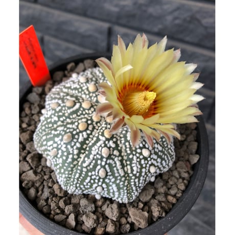 astrophytum asterias var.偏平super 兜《L size》大変大きくそして白い‼︎希少偏平super兜‼︎　※店主国内管理７年株  ※mad black pot植え