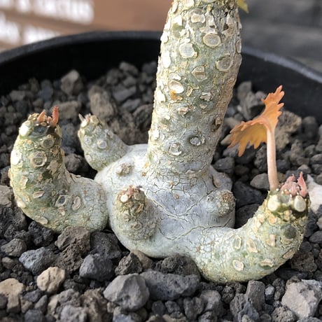 希少‼︎dorstenia  horwoodii《大きめM size》※現地球株発根済※極白肌&weight低きぼってり株元に良枝振りが堪らない※black bowl pot植え