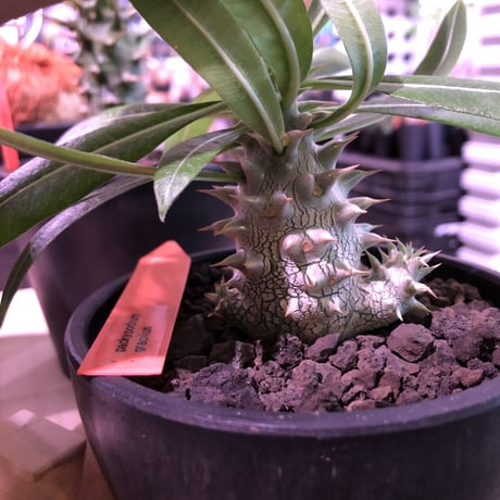 packypodium gracilius  littmon  seed🌱《大きめS size》※大変でっぷりとした生育状態良きリトモン実生グラキ※mad black bowl pot植え※限定1株