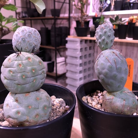 tephrocactus   geometricus《M size》