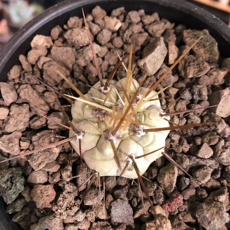 copiapoa   cinerea  長刺白棘黒王丸《小さめM size》激希少‼︎※現地球株カキ仔自根株‼︎※mad black bowl pot植え