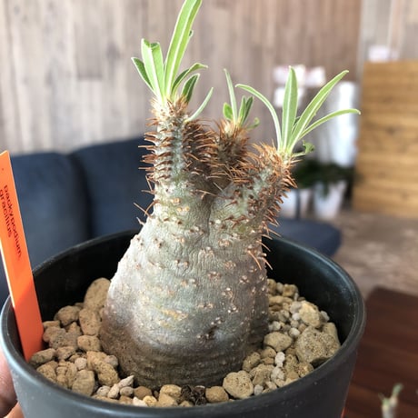 packypodium    gracilius《S size》発根済み株‼︎