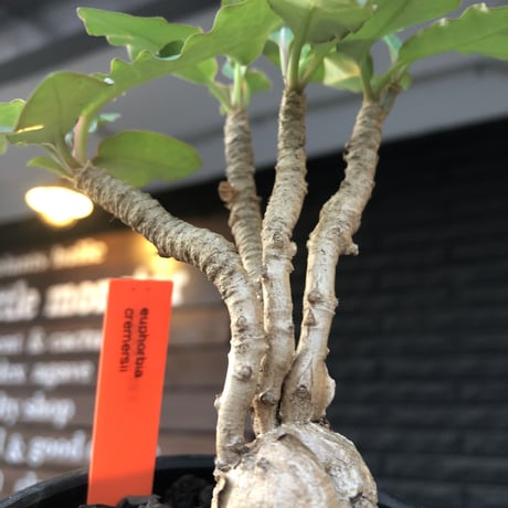 euphorbia cremersii《L  size》※big-sizeぽっこり塊根&葉の表裏がcolor違いにmad肌質で枝振りも渋カッコ良き一株※mad black bowl pot植え