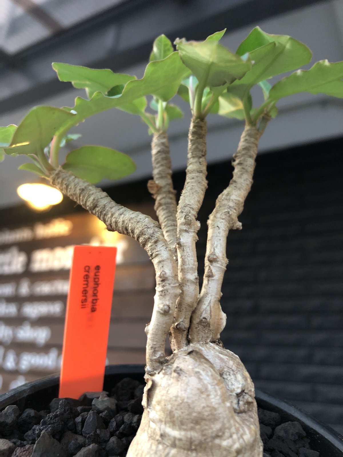 euphorbia cremersii《L size》※big-sizeぽっこり塊根&葉の表 euphorbia cremersii《L size》※big-sizeぽっこり塊根&葉の表
