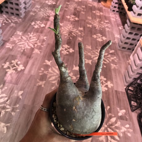 packypodium  gracilius《L  size》※現地球株  発根済み株‼︎  （限定1株）