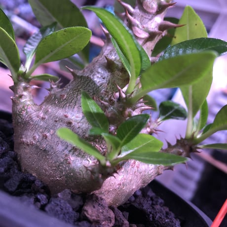 packypodium  windsori i《M size》発根済み株※（限定①株）ヤバイウィンゾリー‼︎  ※mad  black  pot植え   リトモンお墨付株‼︎