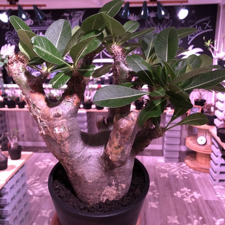 packypodium   enigmaticum《L size》※発根済み株‼︎ ※mad  black  pot植え ※エニグマらしい 肌‼︎質感‼︎  silver &gold肌