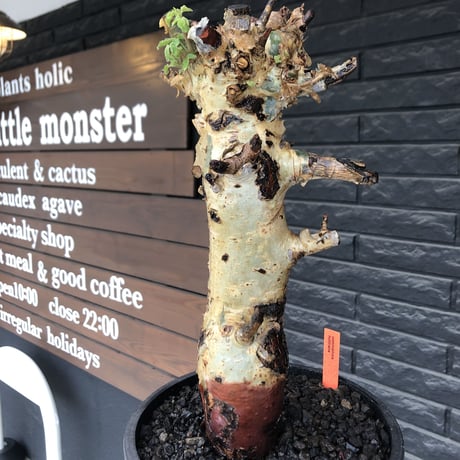 commiphora  holtziana《LL size》※現地球発根後店主国内管理3年株※weight低め且つ極太幹も味深くカッコいい一株※mad black bowl pot植え