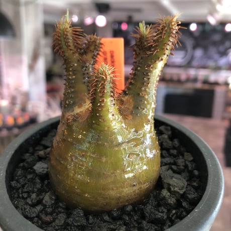 pachypodium gracilius《S size》激希少‼︎極green肌 &赤棘※現地球発根済株※店主国内管理2年株※極weight低き短枝ぼってり樹形※mad black pot植え
