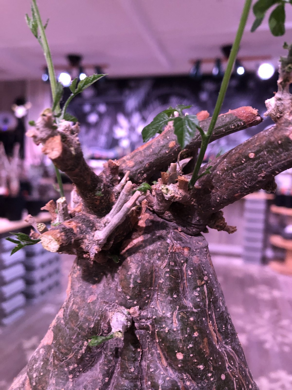 momordica rostrata《L size》※株元は充分に木質化したbalance