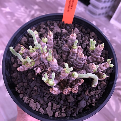 monilaria   moniliformis《M size》希少群生株 ※冬型caudex‼︎　オススメ株　※浅鉢植え