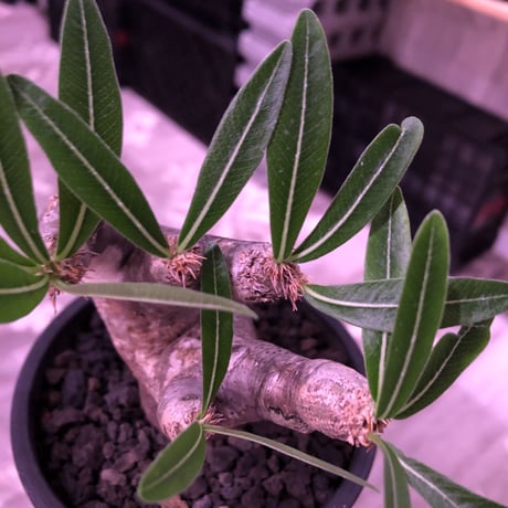 packypodium  inopinatum《M size》※現地球発根済株※繊細な葉を持ち自己主張強き樹形の希少高きイノピ※mad black pot植え