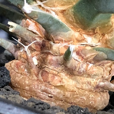 leuchtenbergia principis 晃山《L size》※現地球大株カキ仔発根済※どっしり構えの極太株‼︎育ちと共により味深くなり強靭で育てやすい一属一種※black pot植え