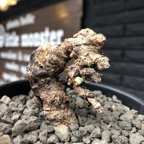 pelargonium triste《小さめM size》※現地球発根済株※店主国内管理3年株※小振りでもwild樹形＆特化した荒々しい肌質な大株にも勝る一株※mad black bowl pot植え